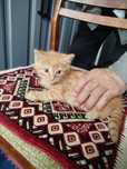 Котенок(девочка)