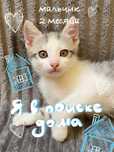 Отдам котенка в добрые руки