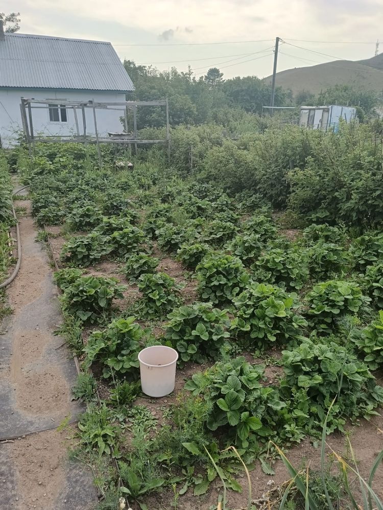 Продаю дачу с урожаем в обшестве СПП Металлург Грушевая 7