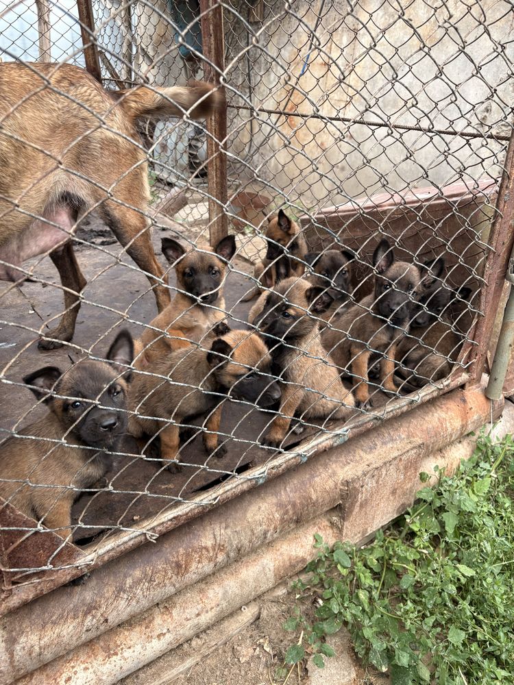 продаются маленуа чисто кровки
