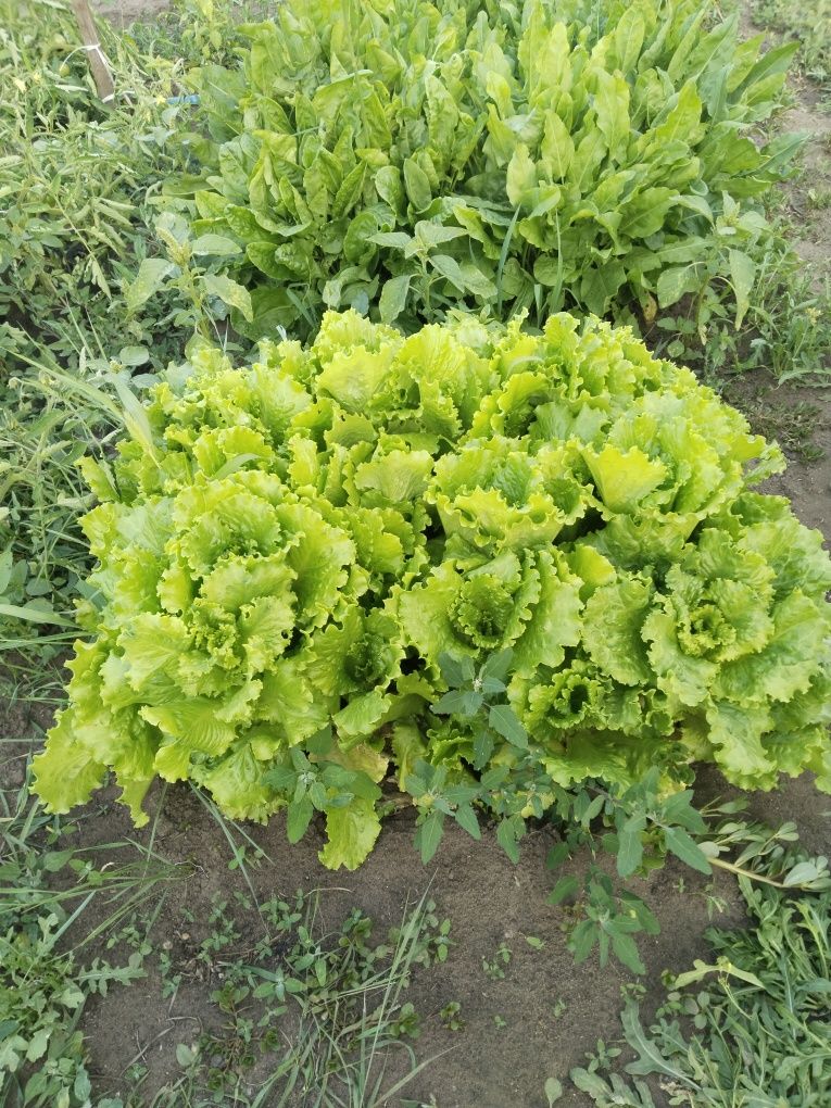 Продам листья салата и рукколу