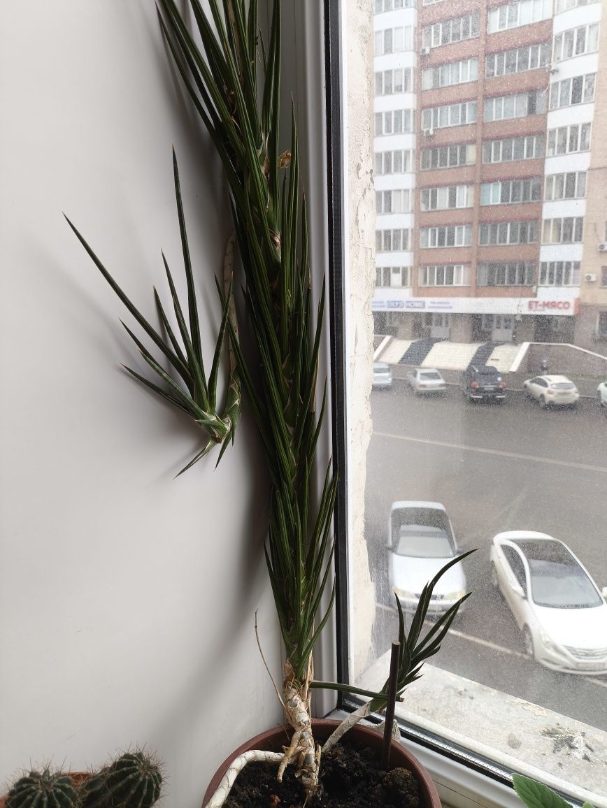 Распродажа цветов