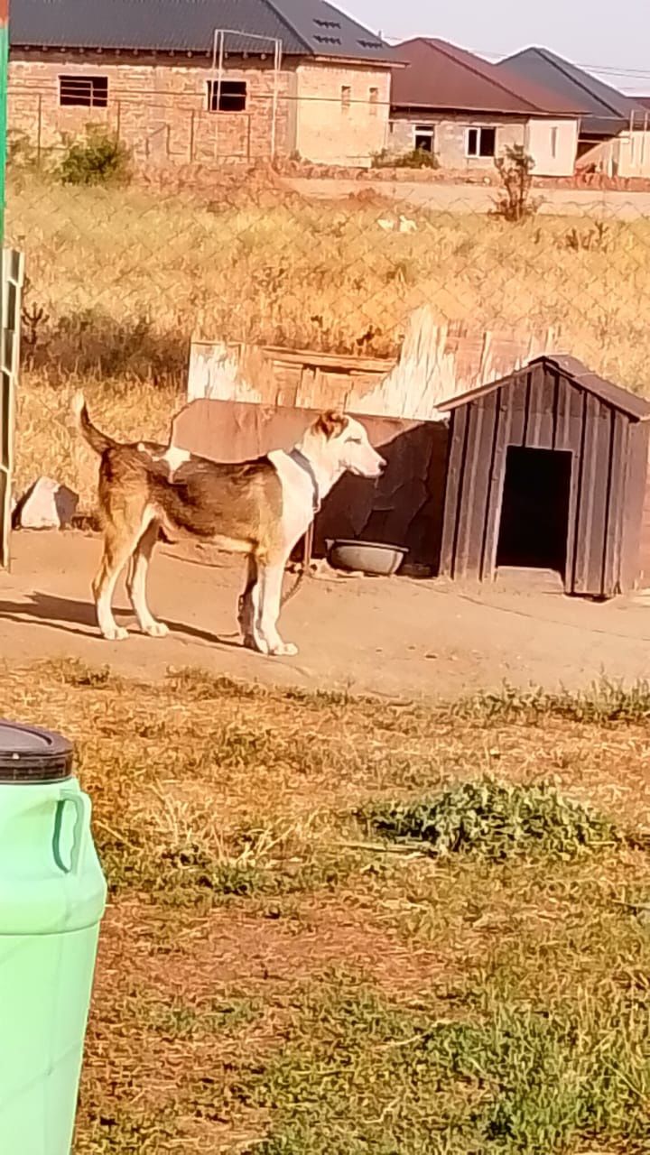 Алабай  сатылады