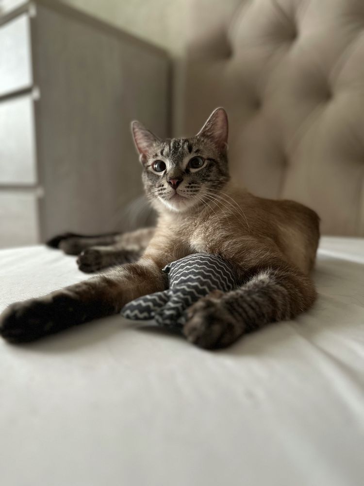 Тайский котик Барни, 10 месяцев