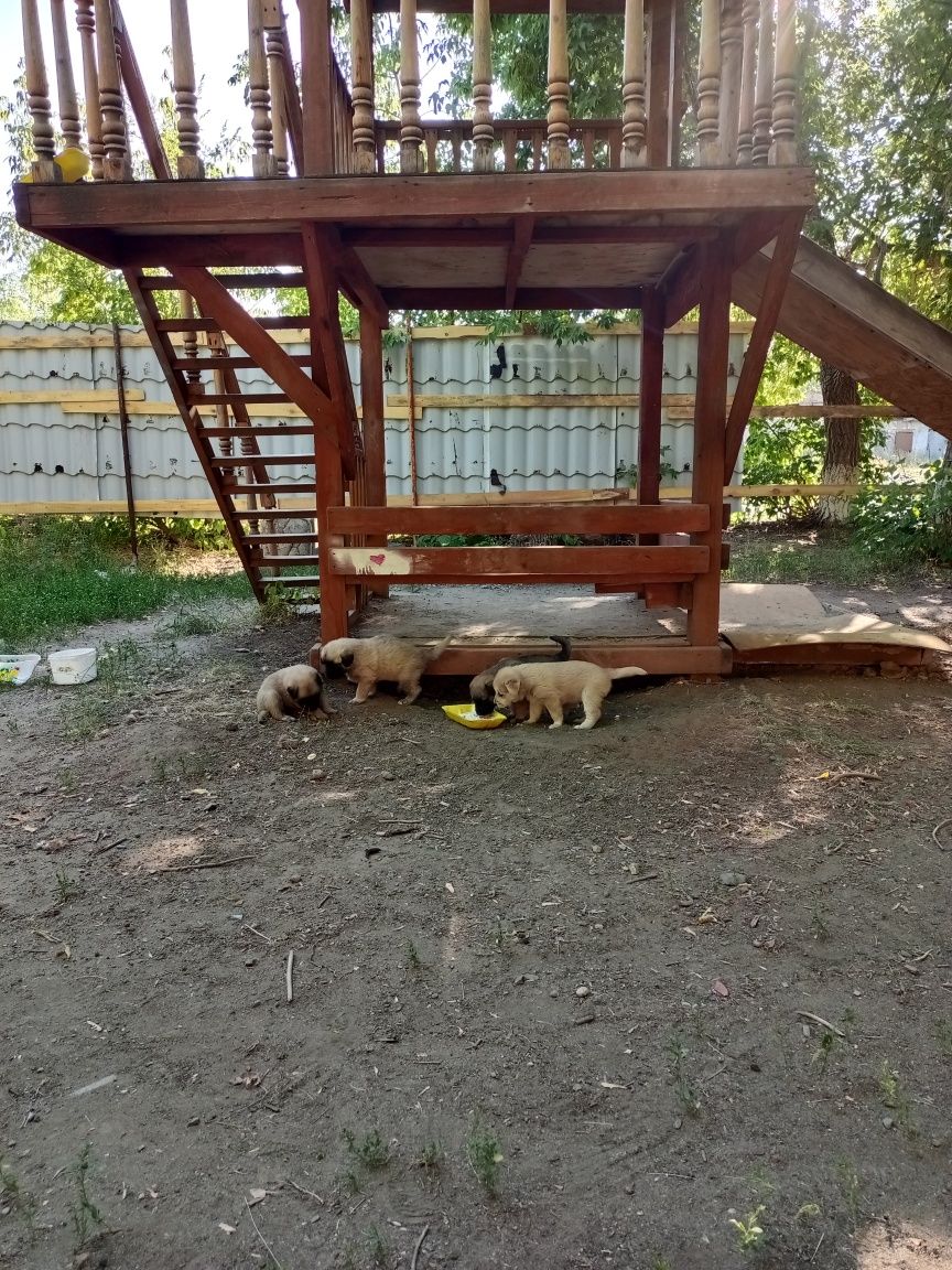 Щенки в добрые руки