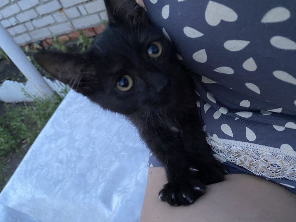 Котята отдам в добрые руки