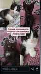 Отдам котят в добрые руки