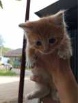 Отдам котенка в добрые руки