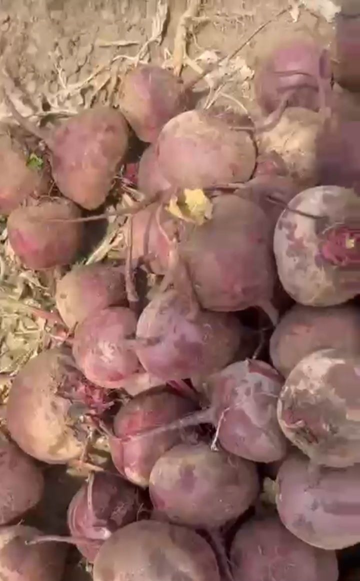 Продам овощи оптом
