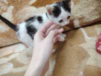 Ищем дом кошечке