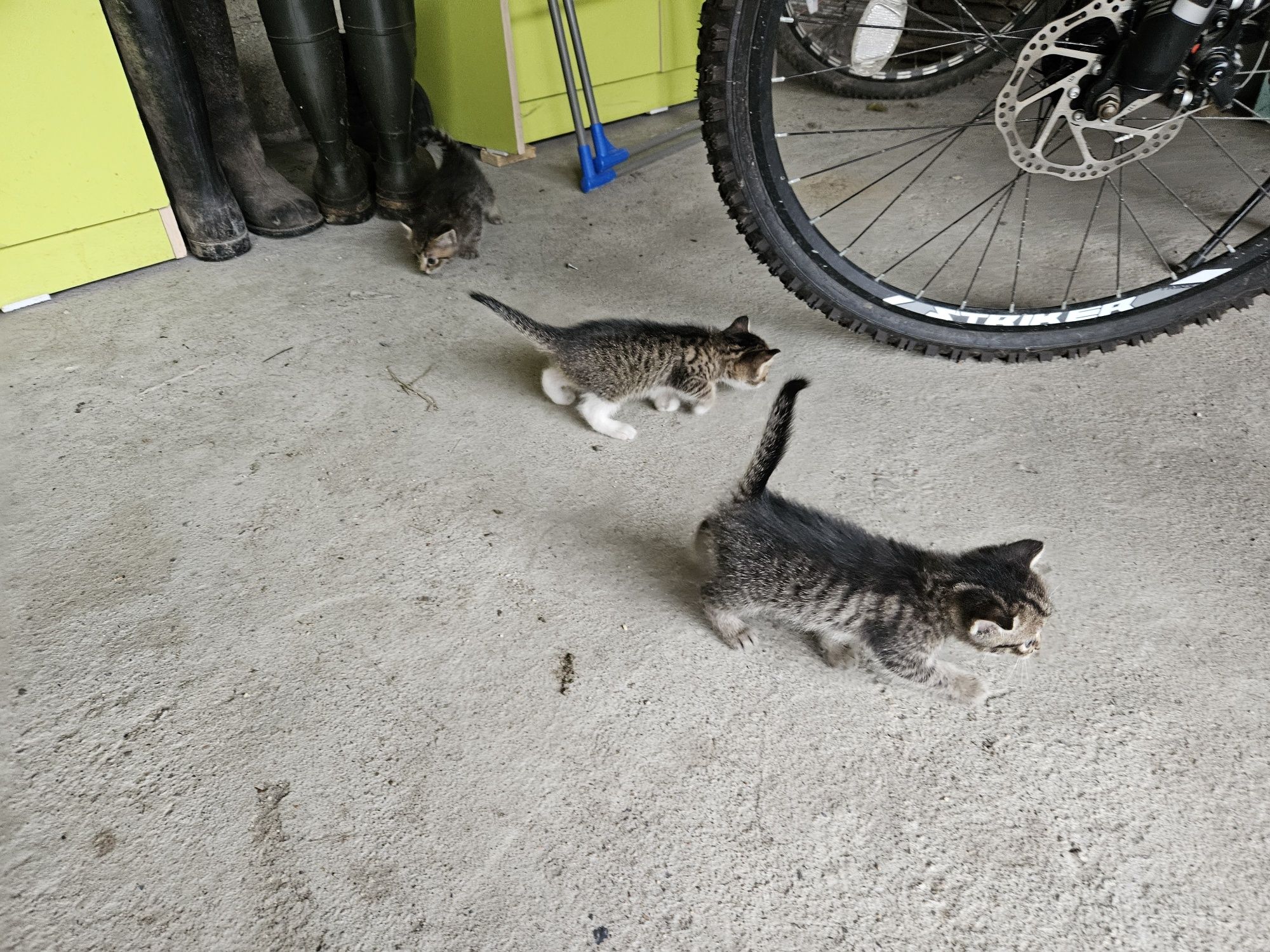 Отдам котят в добрые руки)))