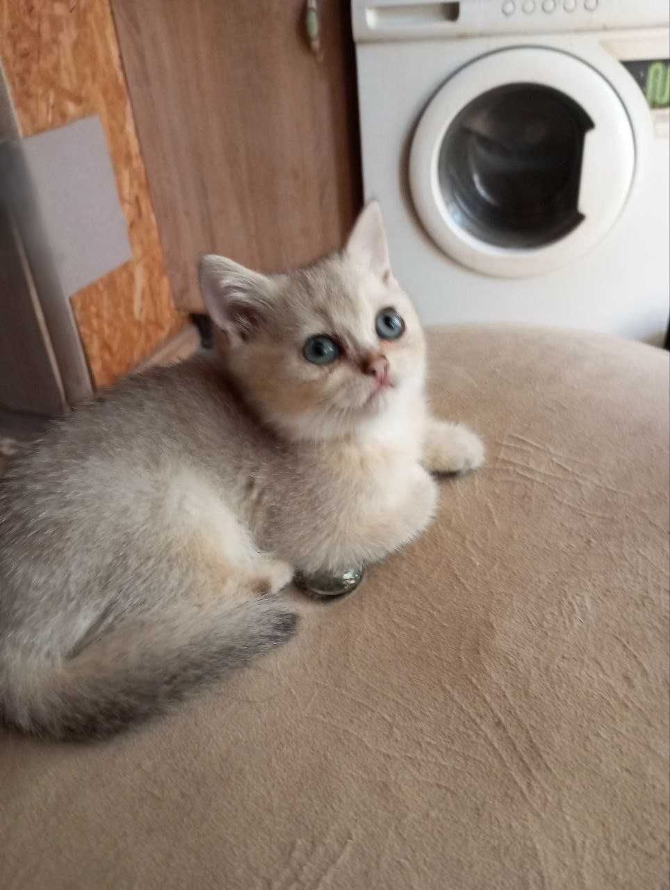 СРОЧНО!!! Красивые серебряные британские котята.