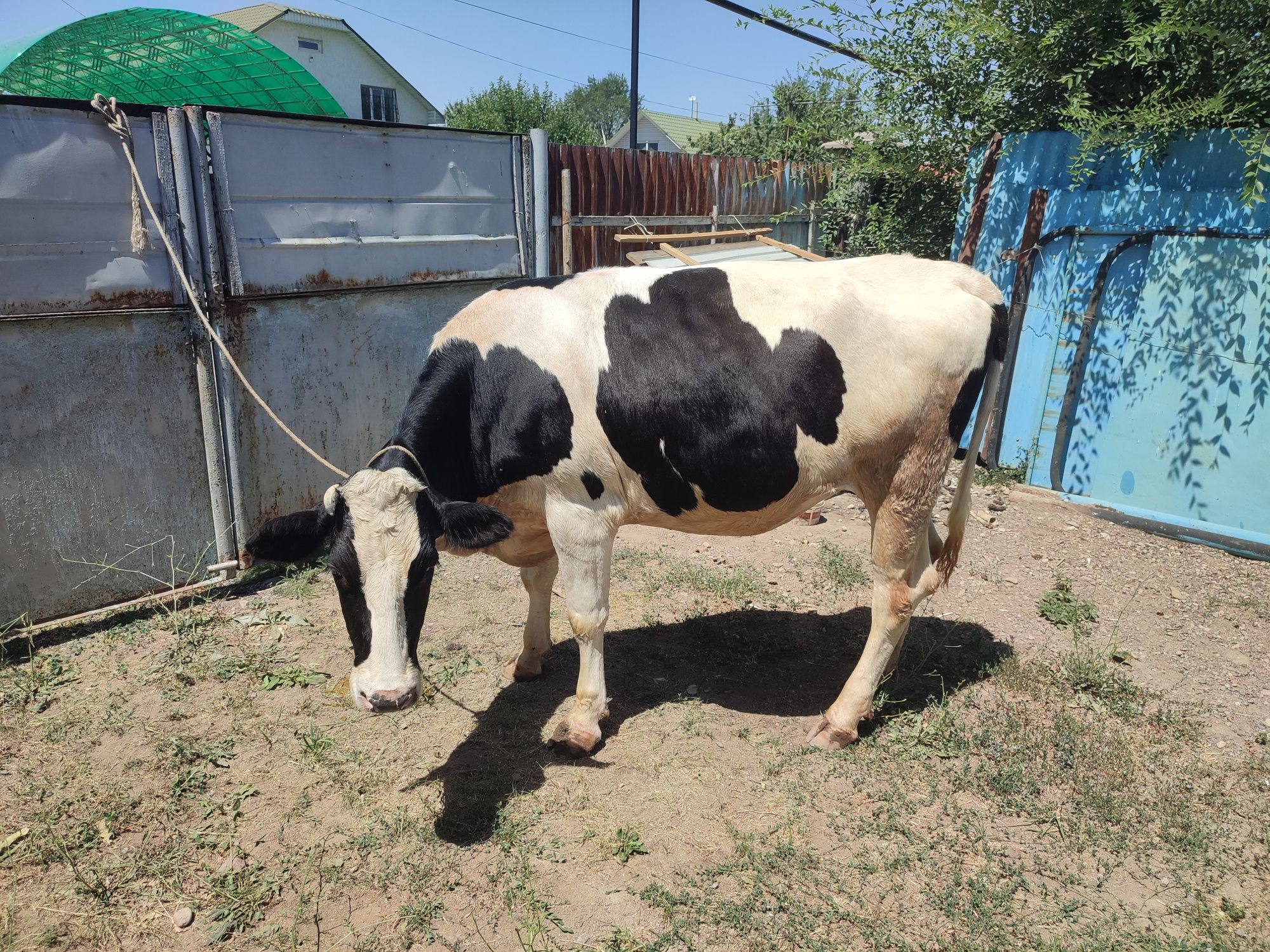 продам корову 3 года