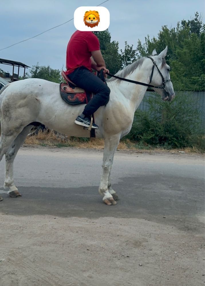 Продам Айгыр Жеребец Лошадь
