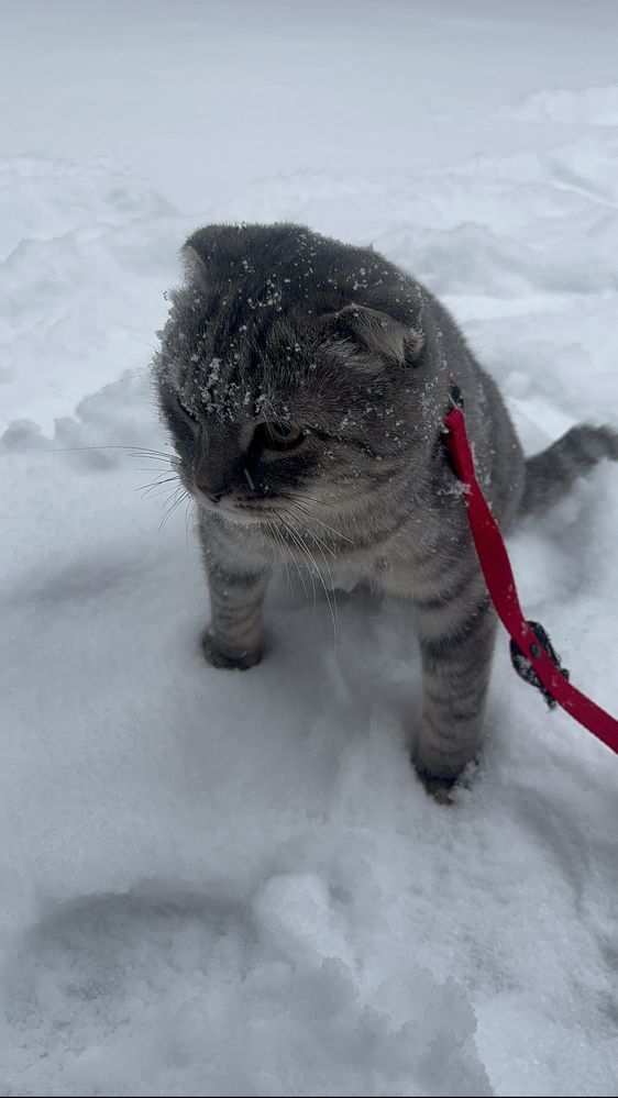 Отдам шотландского кота
