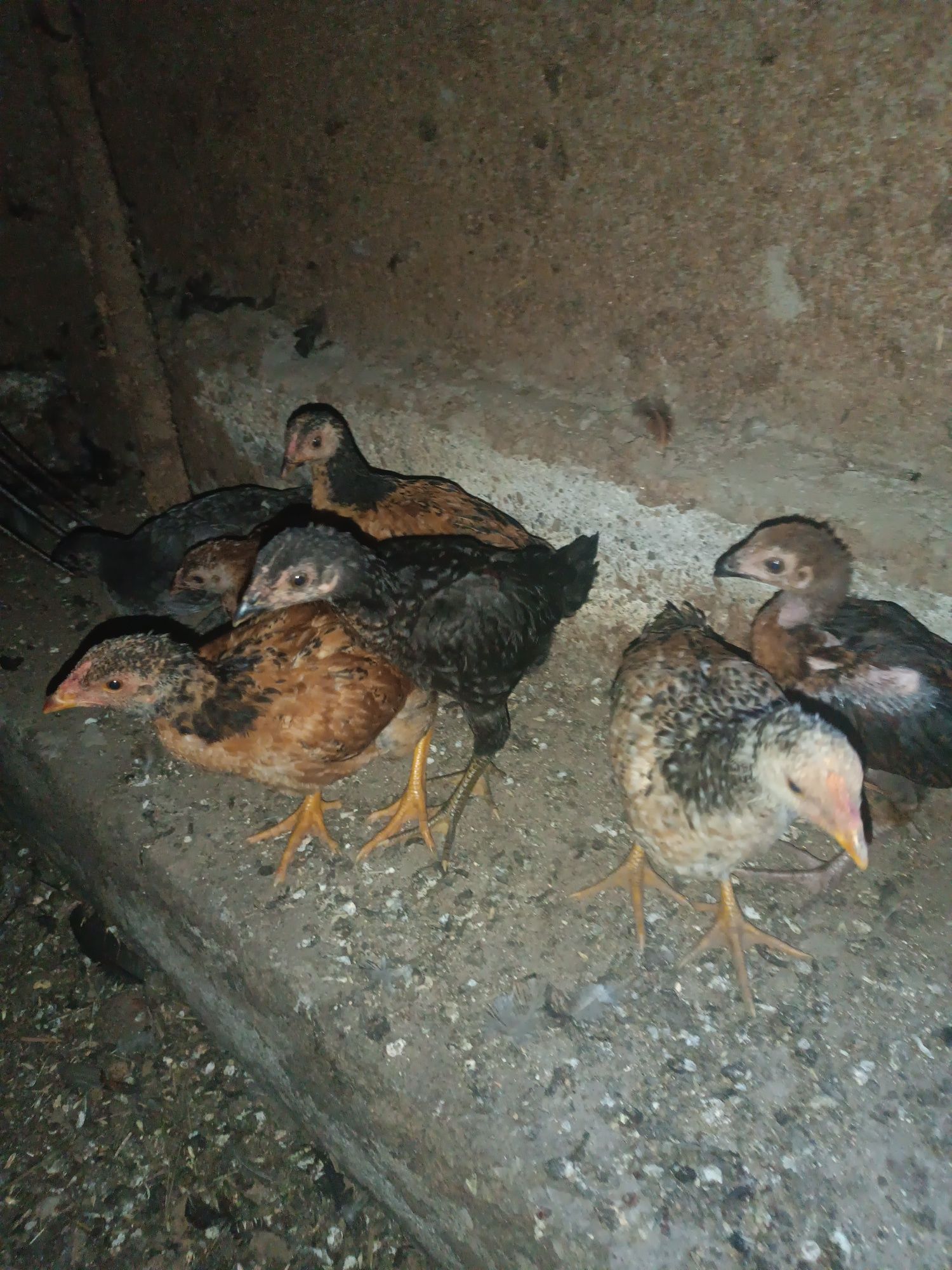 Продам Курей и циплят
