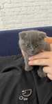 Шотландский вислоухие котенок милый