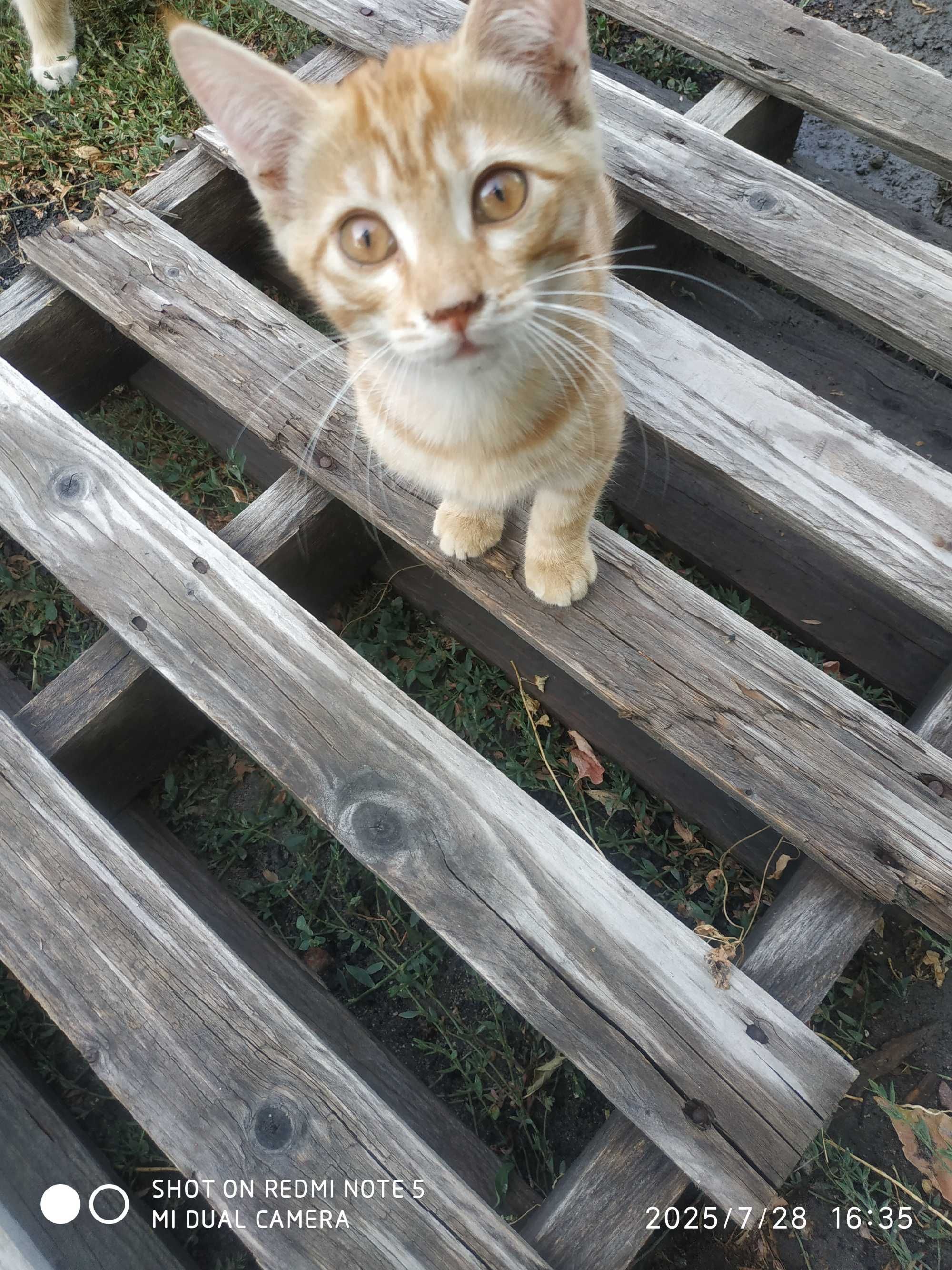 Отдам бесплатно котят