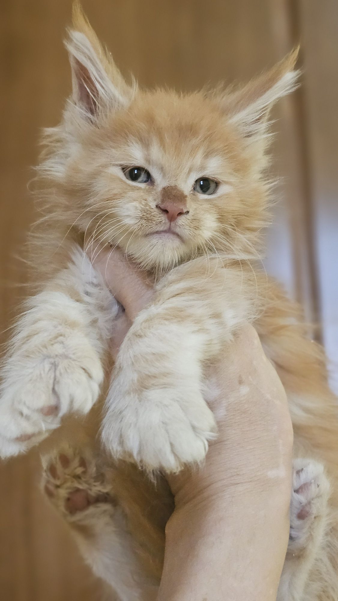 Породистые котята из питомника в рассрочку