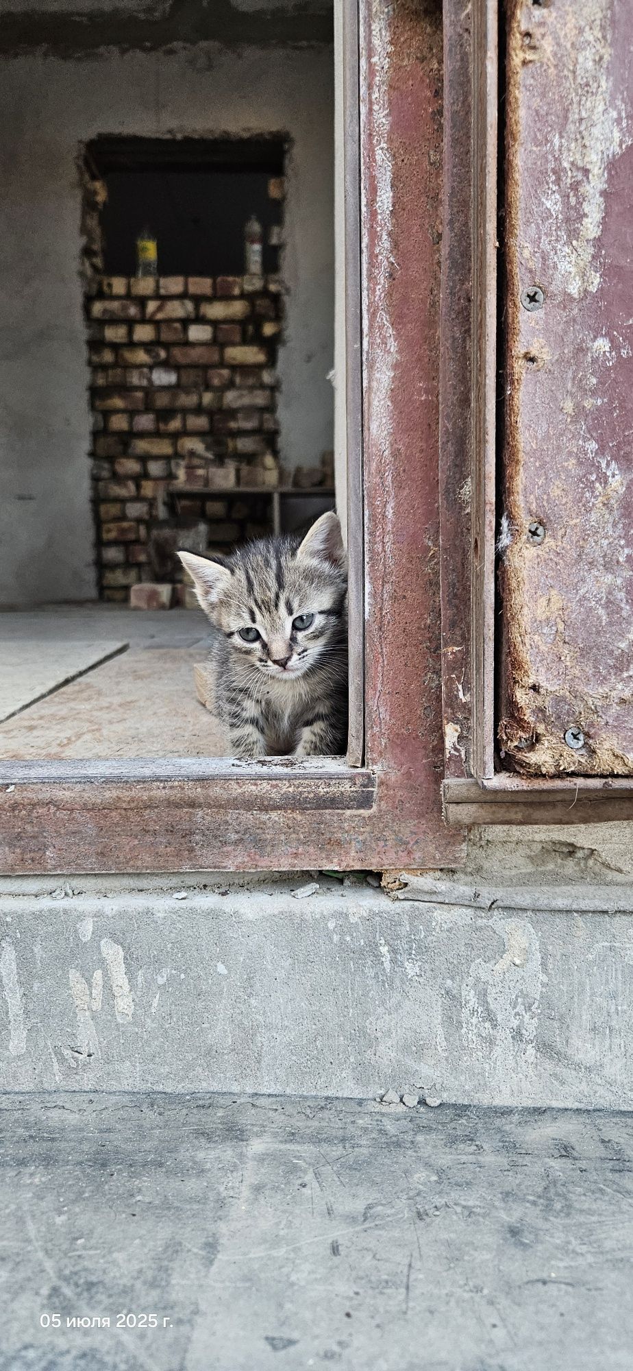 Мысықтар, марғаулар/ Котята, кошки