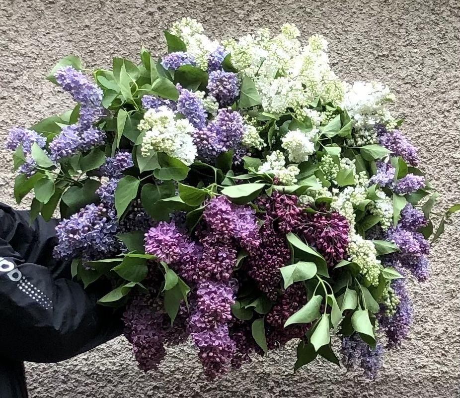 Саженцы сирени продам в Караганде