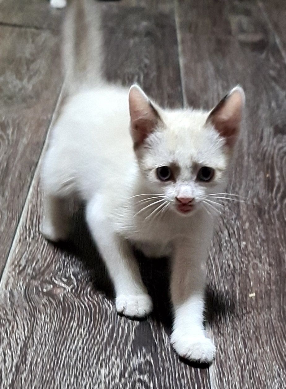 Тайская голубоглазая кошка