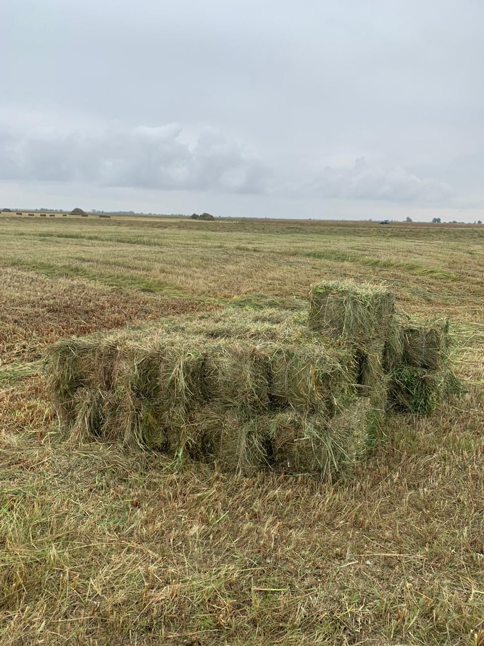 Продам Сено в тюках