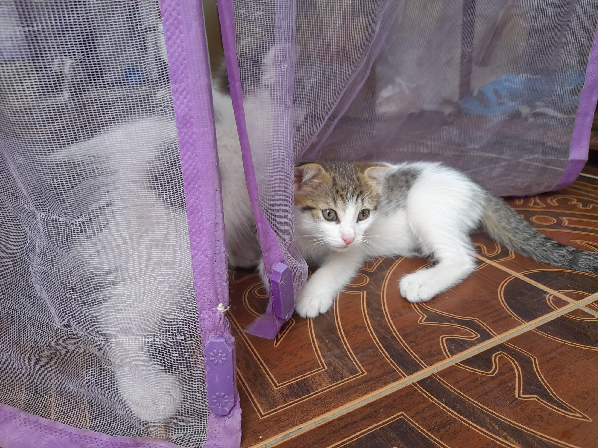 Бесплатно котята