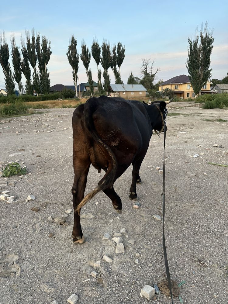 Продам корову.