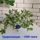 Продам комнатные цветы