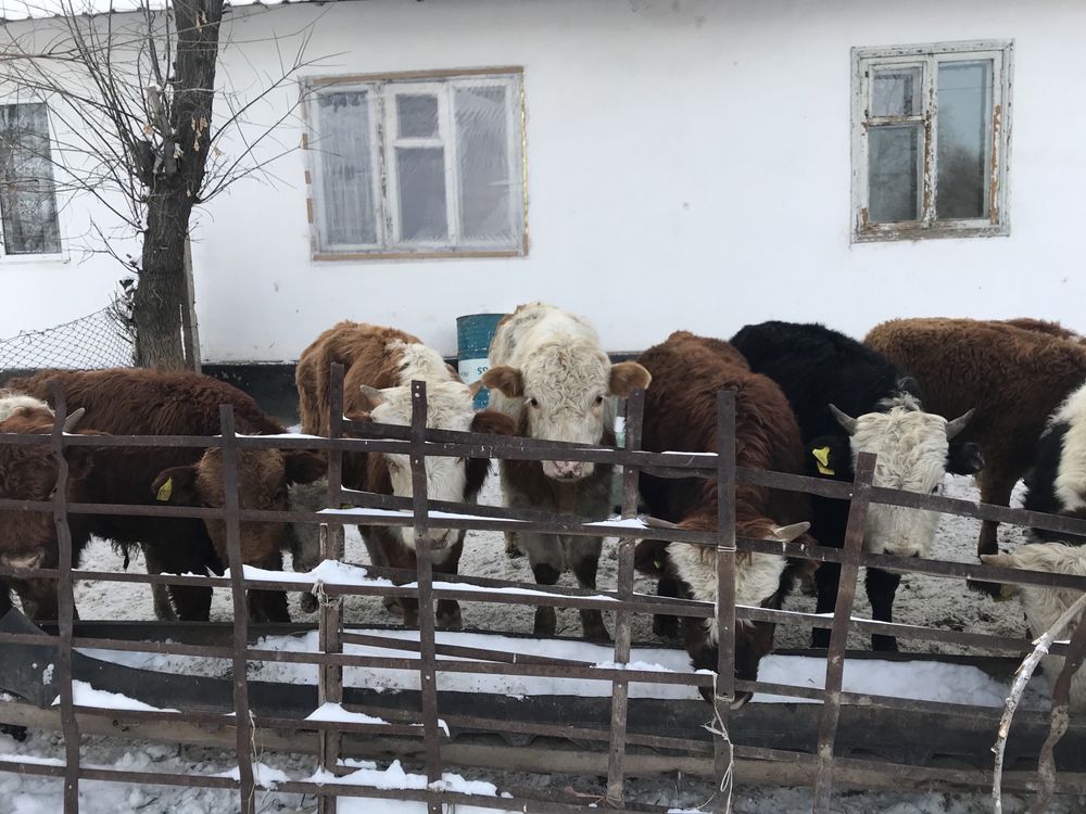 Село Аймен ул Мира1/1