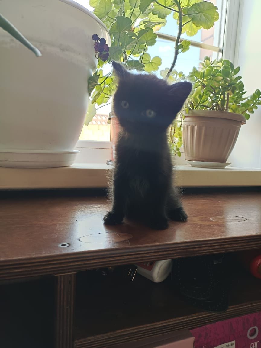Котята. Приученные к лотку. Отдам даром