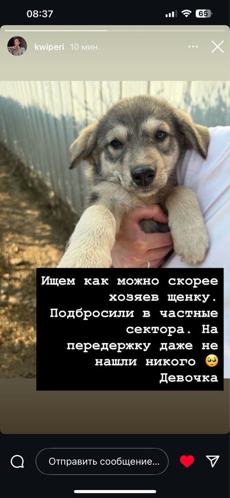 Отдам щенка в хорошие руки девочка красавица