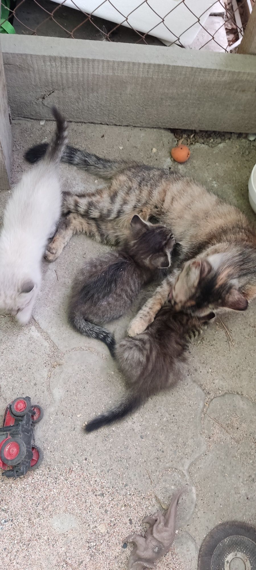 Отдам котят в добрые руки