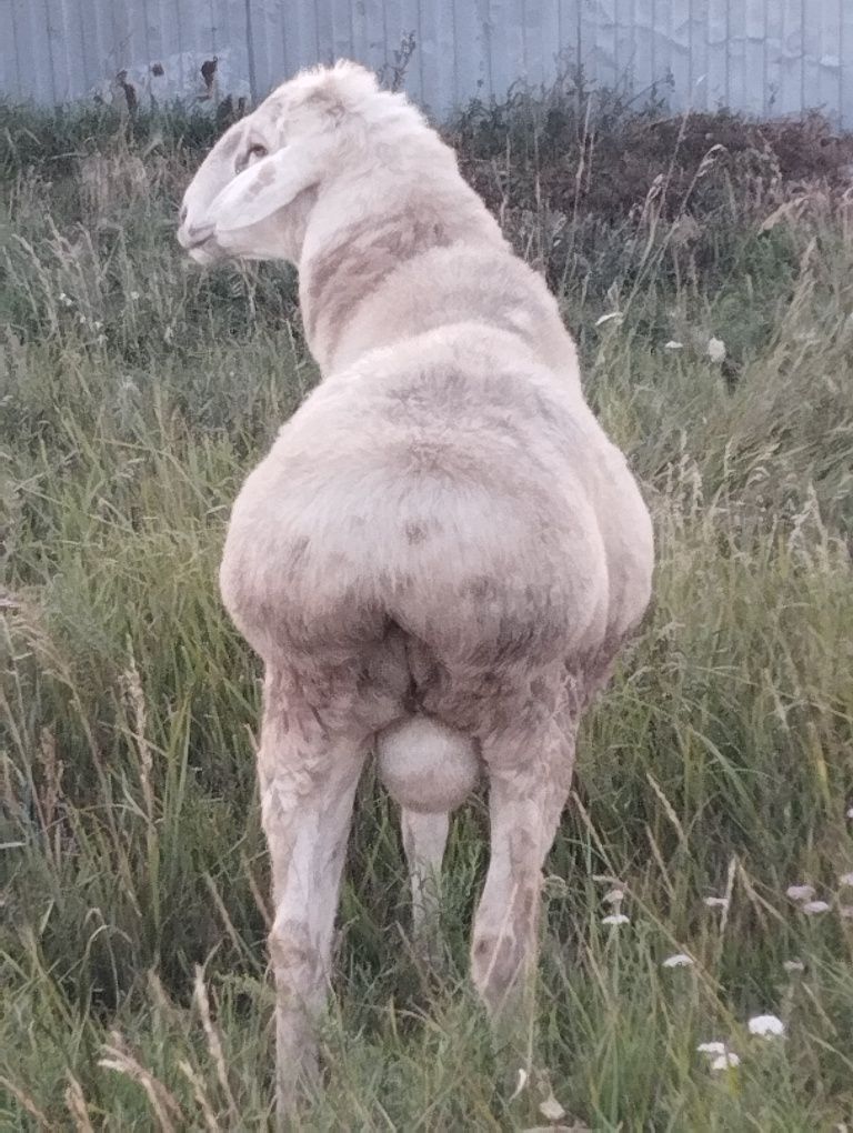 Продам қошқара на племя