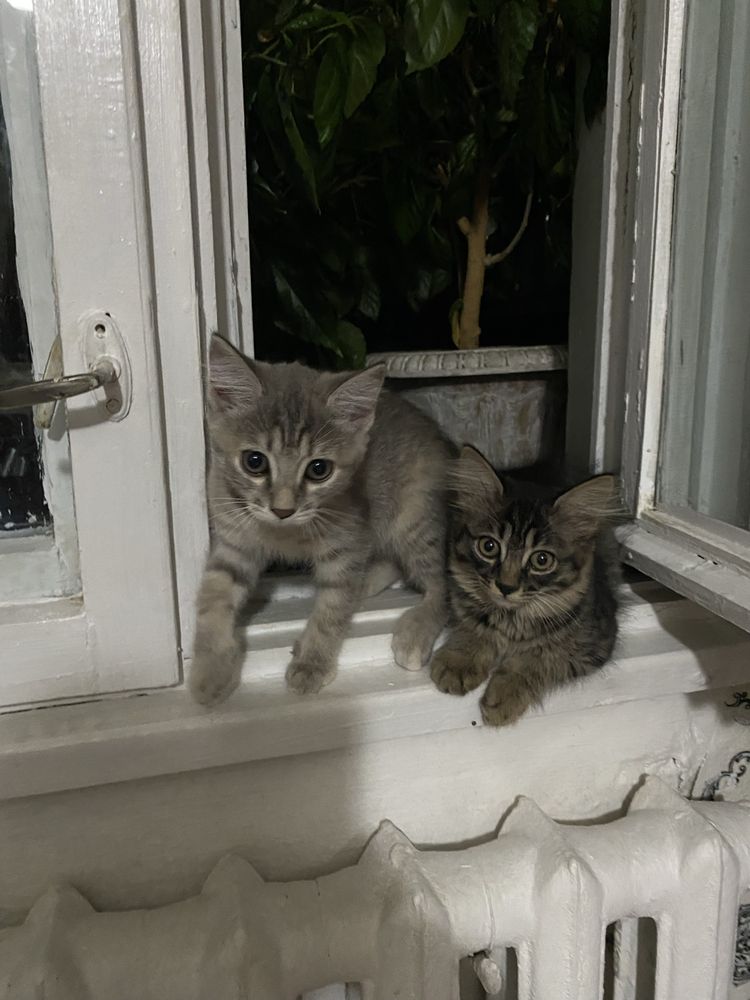 Котятки ищут дом