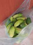 Огурцы домашние продам