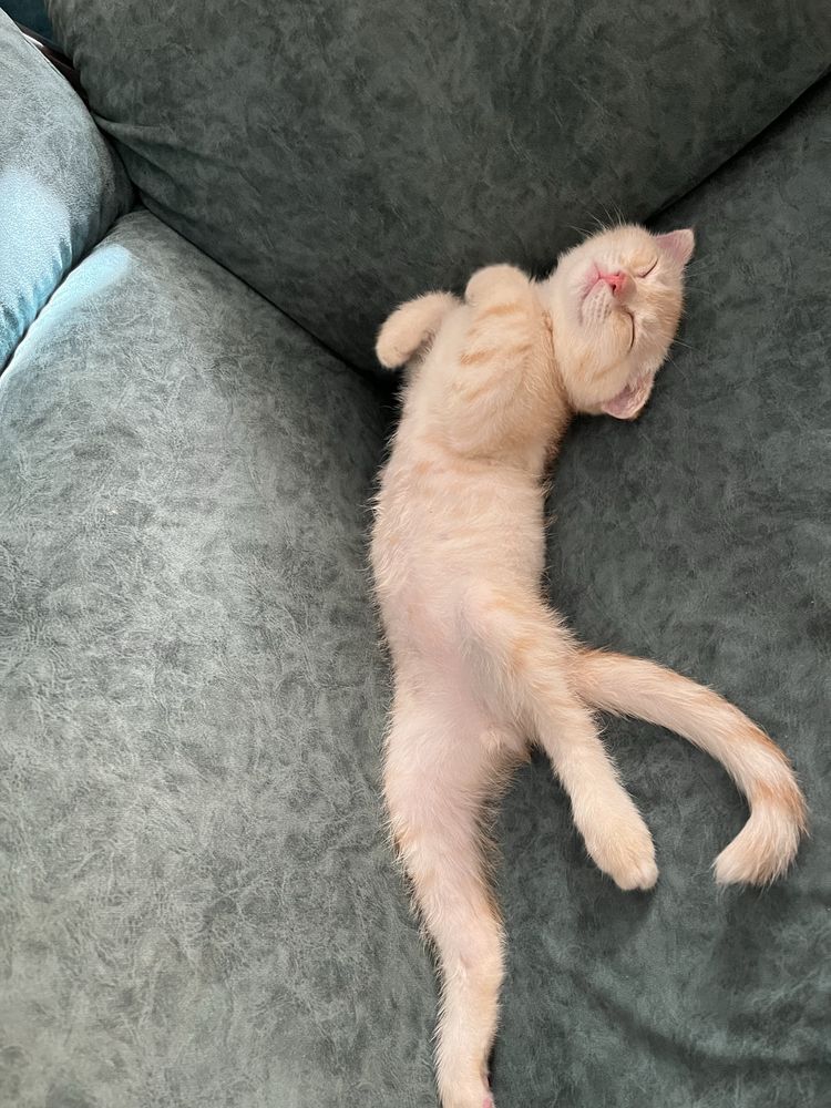 Продам котёнок шотланкий вислоухий 2месяца срочно!