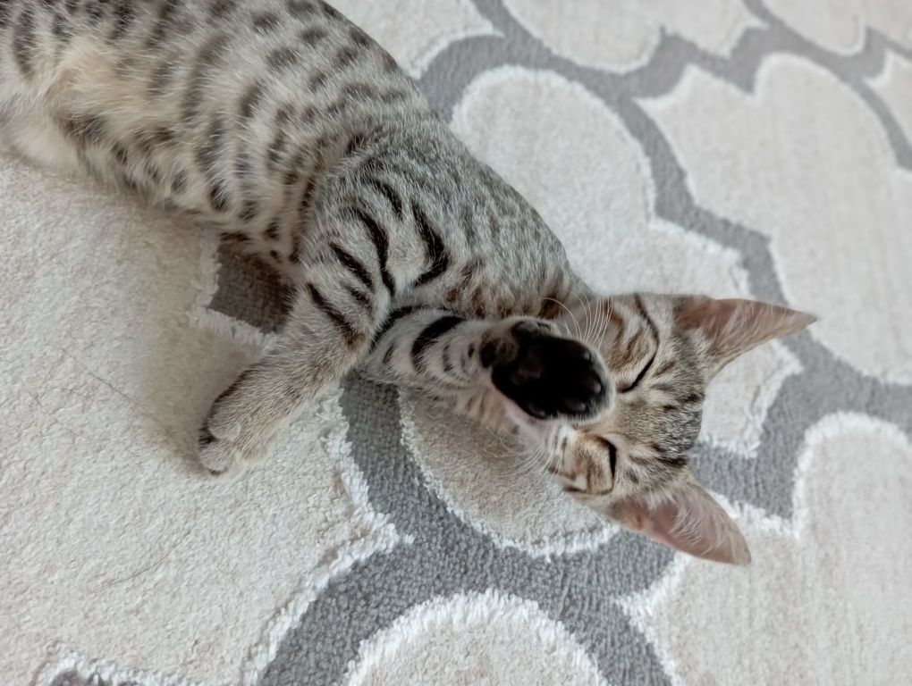 Котенок ( девочка)