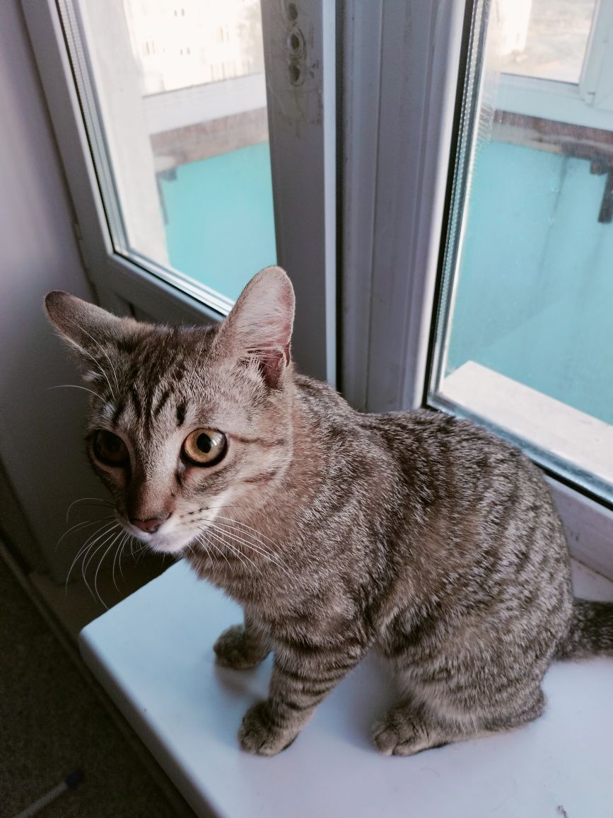 Отдам Доброго Кота.