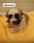 Продажа щенков!!!