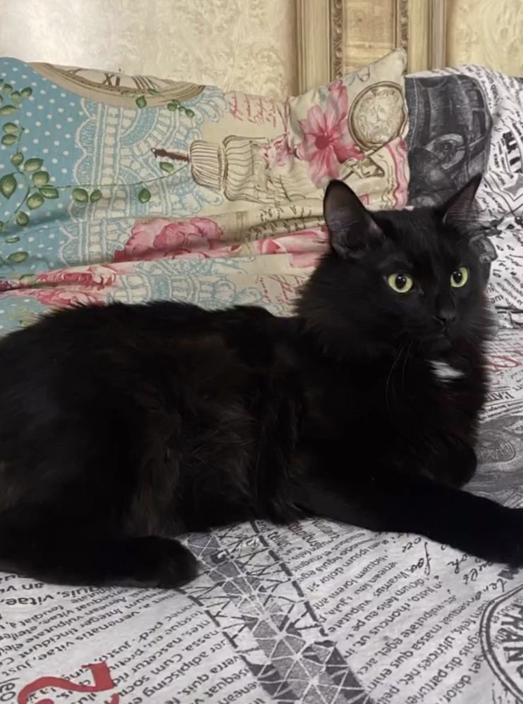 Отдам кота