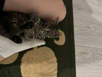 Трехмесячный котенок нуждается в приюте, игривый,азартной,мышелов.