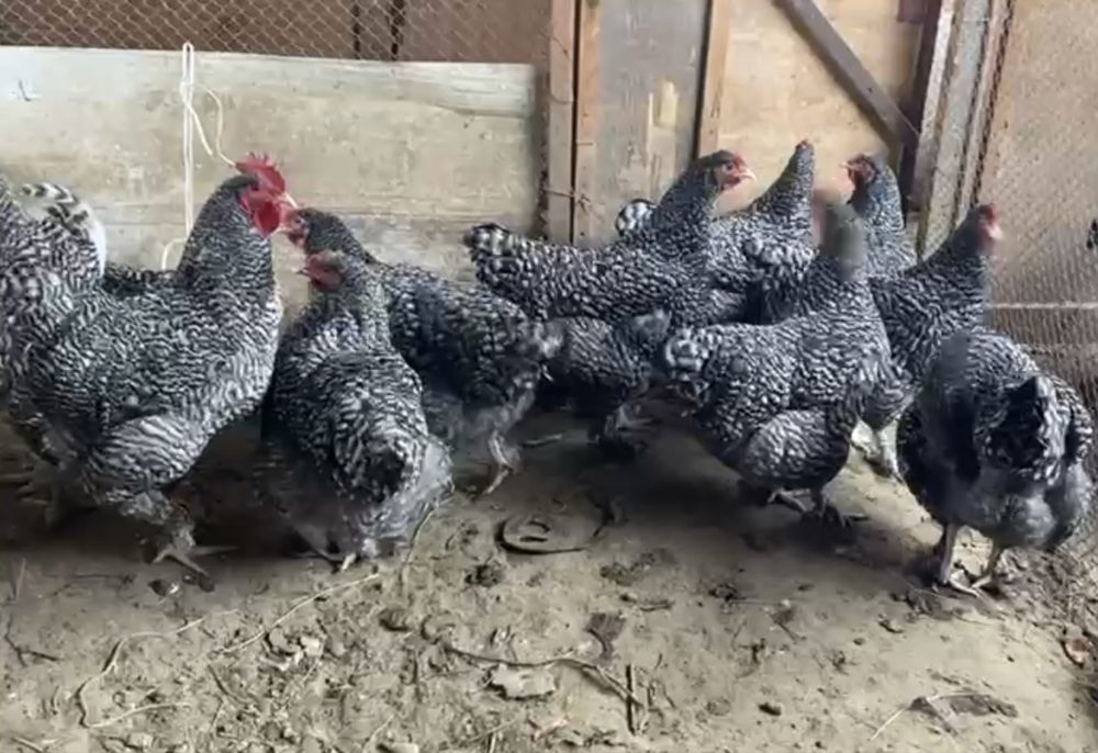 Куры породестые.  Мехеленская Кукушка.