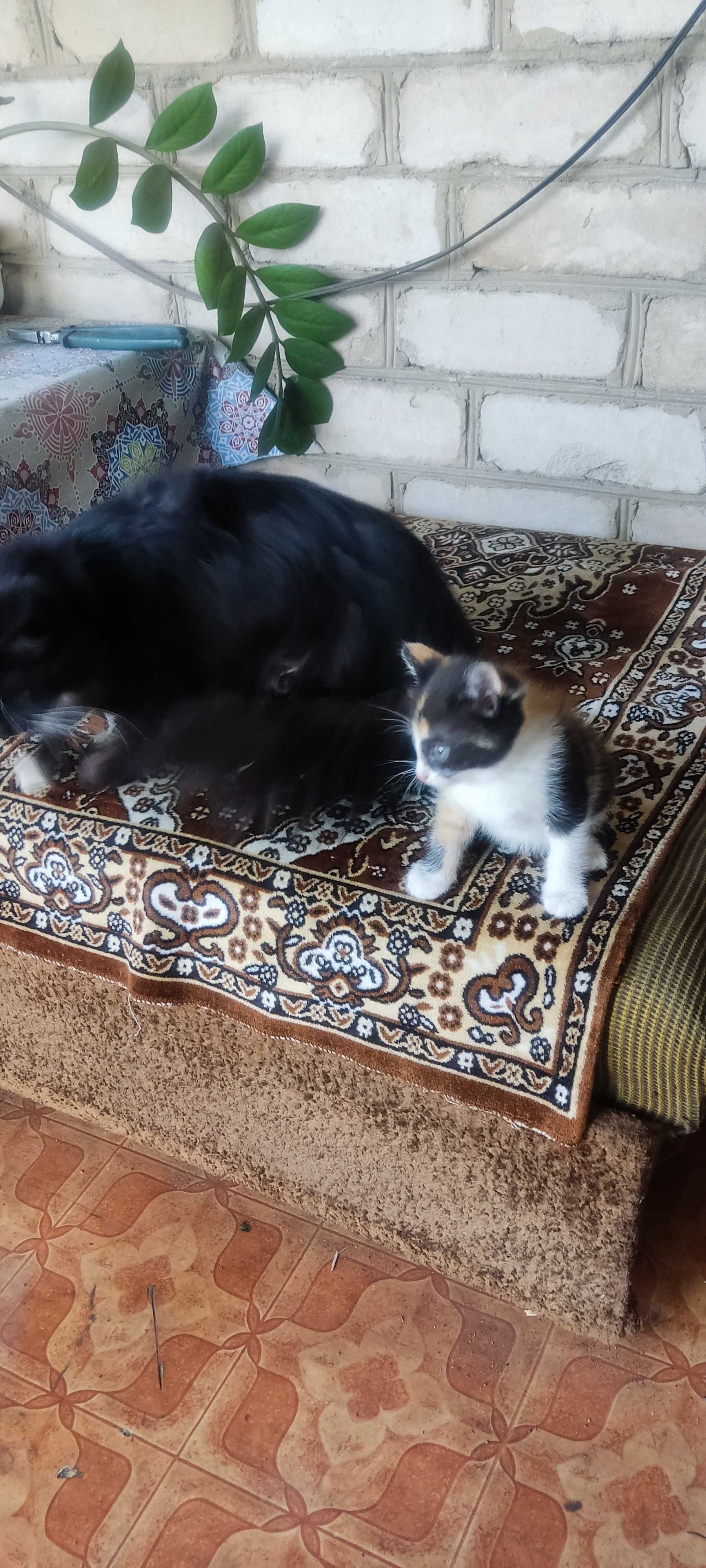 Дарю умную кошечку