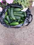 Продам домашние огурцы