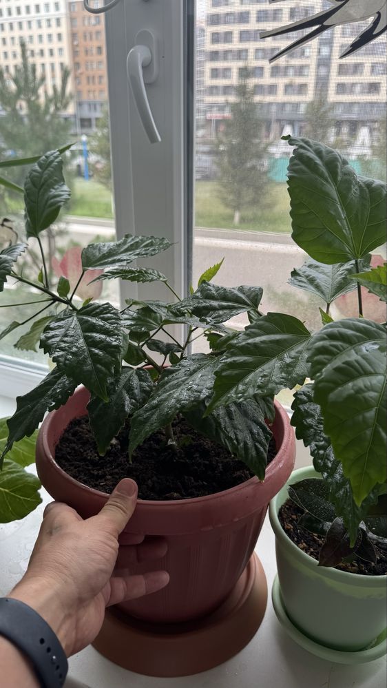 Продам комнатные цветы.