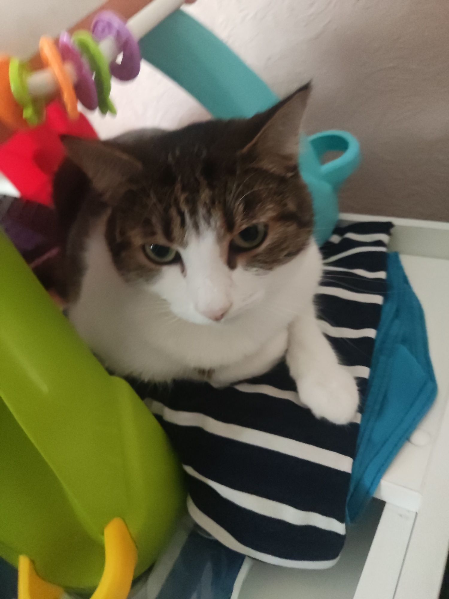 Кот домашний приученный к лотку