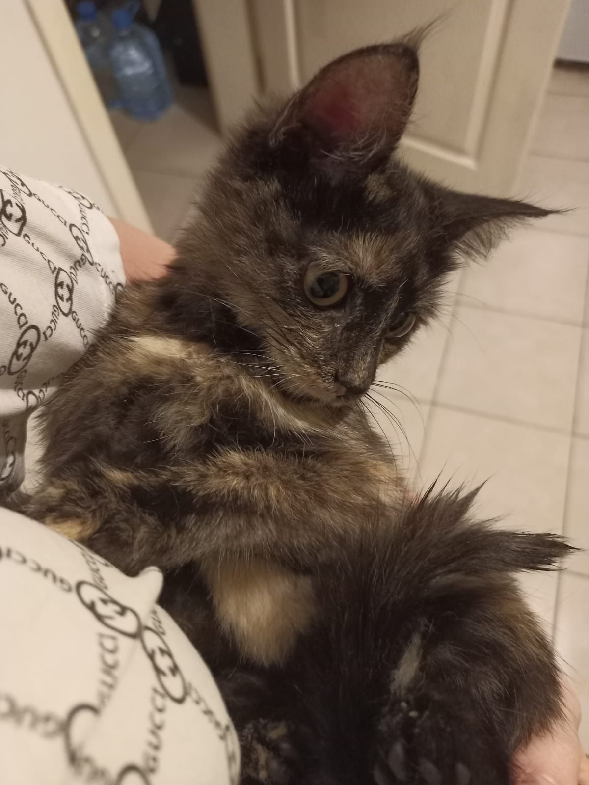Кошечка, 4 месяца
