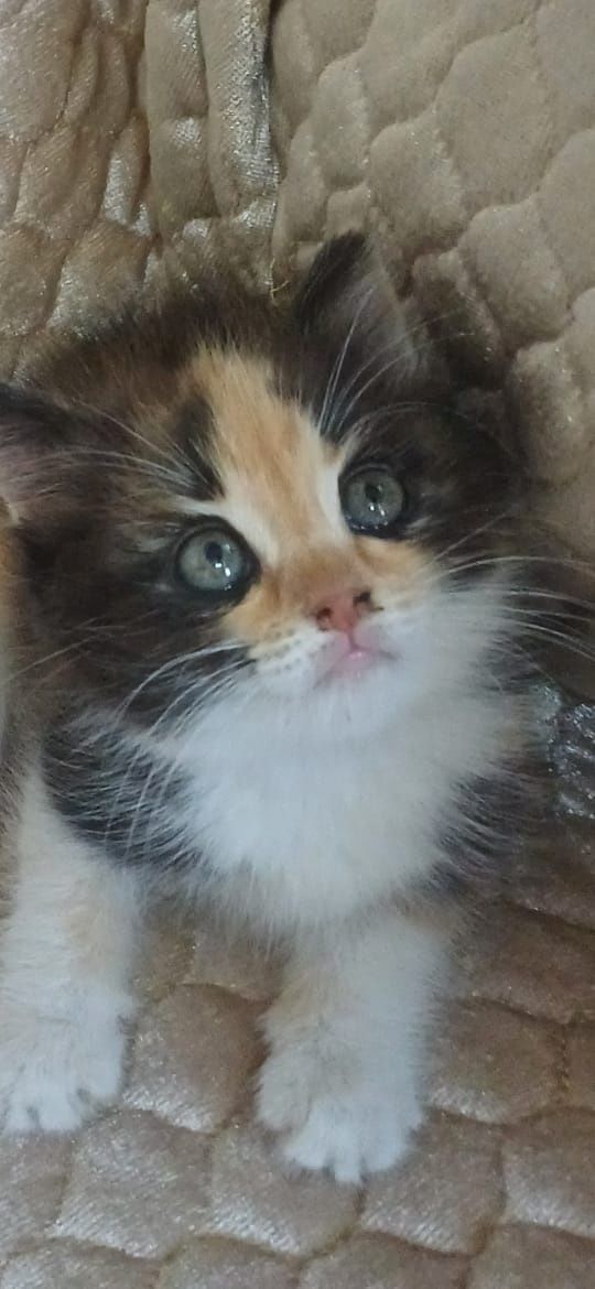 Котята за шоколадку)